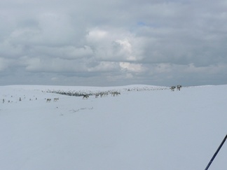 Pieni joukko poroja nähtiin Niilanpään tietämillä.