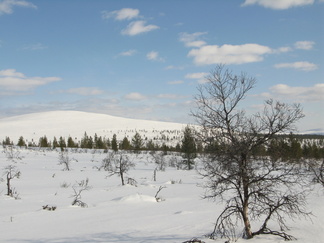 Varsinainen Kiilopää, eli Kiilopää-niminen tunturi.