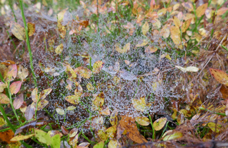 Hämähäkin seitti on saanut vesikasteen