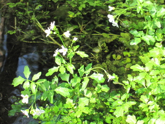 Purolitukka kasvaa Sveitsinpuiston halki virtaavassa purossa.
