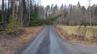 Tämä kuva on Usmintieltä. Retkipäivää edeltäneenä yönä oli kova tuuli. Latu-Miiluun johtavalla Usmintiellä oli kaatunut tien päälle suurehko kuusi.