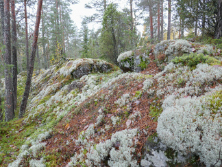 Latu-Miilun ja Kaksoislammen välin kallioilla