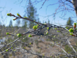 Koivut olivat nippanappa hiirenkorvalla torstaina