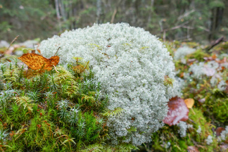 Poronjäkälää