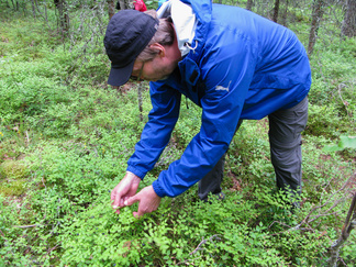 Saaresta löytyi mustikkaa