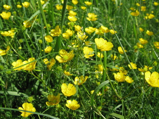Niittyleinikki