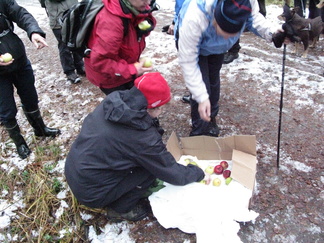 Palattuamme Latu-Miiluun odotti meitä omenayllätys. Omenaiset terveiset tulivat Oitista. Kiitos ompuista!
