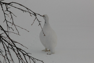 Ahopäältä alastullessa näimme varvikossa ruokailemassa useita riekkoja.
