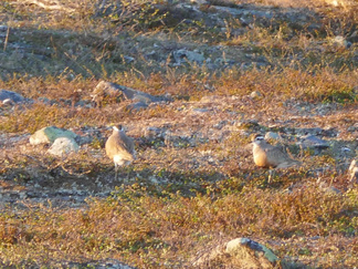 Lauaintai-illalla, enne puoltayötä lähdimme yöretkelle Kiilopään huippua kohti. Matkalla näimme Keräkurmitsoja.