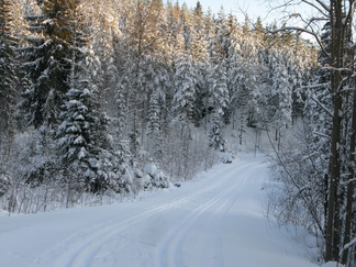 Lunta on tullut riittästi, jotta ladut on saatu ajettua. Edellisenä tapaninpäivänä kinkunsulattajat kiertelivät Sveitsin lenkkiä kaatuvia puita väistellen.