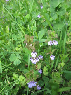 Maahumala Usmintien varrella