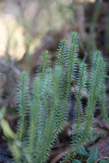 Iso-Kypärälammella