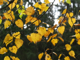 Syksyn viimeiset lehdet?