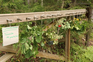 Suomen luonnon päivää vietettiin lauantaina 30.8. Siksi olimme tehneet leirimme yhteyteen kaksi luontopolkua.