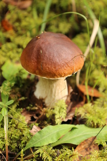 Metsä oli yllättäen täynnä tatteja!