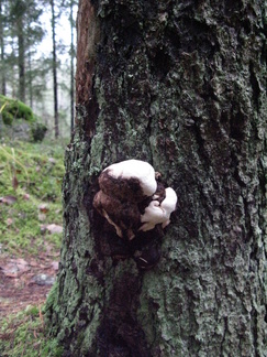 Piilon itäreunalla vanhaa metsää. Sekä pysty-, että maapuissa on runsaasti kääpiä.