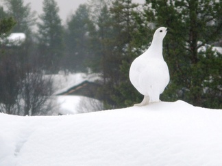 Kuosiin on saatu valööriä ja säntikkyyttä!