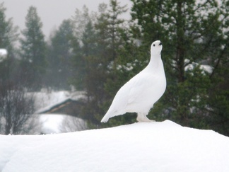 Asusteen täydellinen symmetria ja suunnittelijan nerokkuus lisää sen käyttökelpoisuutta ankarissa olosuhteissa.