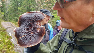 Männynsuomuorakas ei ole ruokasienestäjälle niin mieluinen löytö, kuin värisienestäjälle. Nuorista itiöemistä saadaan ruskeita sävyjä, vanhemmista, jo lähes mädistä suomuorakkaista harvinaisempia sinisen, turkoosin ja vihreän sävyjä. (Luontoportti)