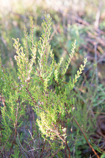 Iso-Kypärälammella