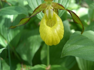 Tikankontin kuvasi Pentti Leppiaho 9.6.