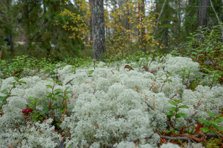 Palleroporonjäkälää