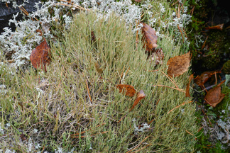 Pystytorvijäkälää