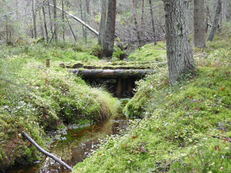 Pato metsäojassa