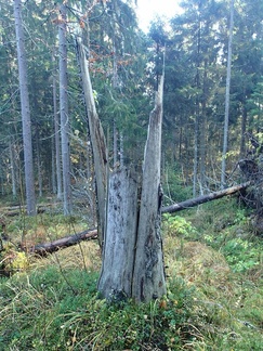 Metsän kruunattu pää