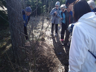 Loppumatkalla ihasteltiin vielä luonnon monimuotoisuutta eli tässä tapauksessa heräävän muurahaispesän kuhinaa.