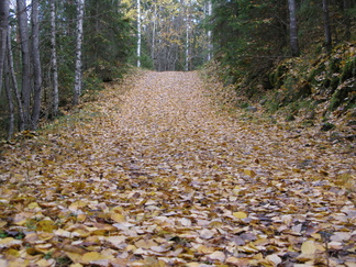 Tie vie Piilolammin pohjoispäähän. Haavat ovat pudottaneet lehtensä.