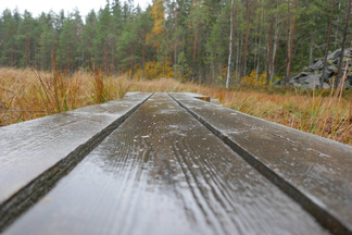 Lankutus Iso-Karhulammella