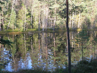 Vastarannan puut kuvastuvat peilityynestä lammesta.