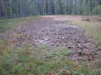 Pikku-Karhulampi on vähän suonsilmää suurempi lampare. Viehättävä lampi, mutta rantanäkymä ei ole säilynyt luonnontilassa. Valitettavasti jokin joukkio on pelaillut siinä suopotkupalloa. Jälki on ilkeän näköinen, mutta onneksi suo peittää jäljet ennemmin tai myöhemmin.