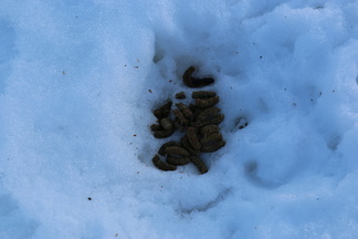 Riekko on jättänyt merkin..