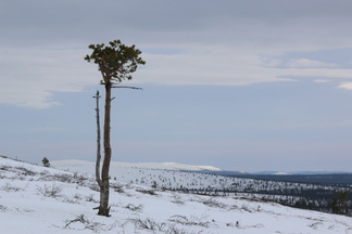 Karu, mutta kaunis kasvupaikka tälläkin männyllä!