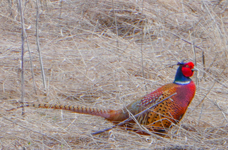 Fasaani Hyyppärän pellolla