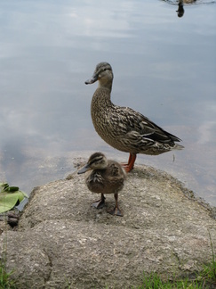 Sorsaemo toi poikasensa näytille