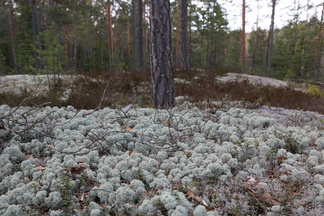 Jäkälämatto on paksu Piilolammella johtavan polun varrella.