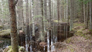 Tulva metsässä. Usmin ennallistamistoimet siis purevat.
