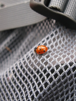 7-pistepirkko meinasi ottaa ilmaista kyytiä Mikon repun hihnalla.