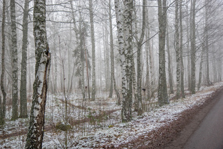 Pajatien varren metsikön lumimäärä kertoo ajankohtaisen lumitilanteen.