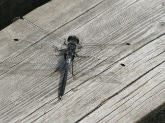 Sudenkorento lekotteli auringonpaisteessa lammen laiturilla