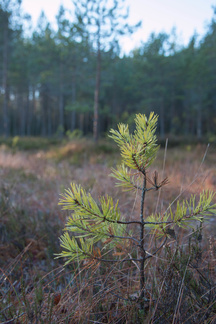 Iso-Kypärälammella