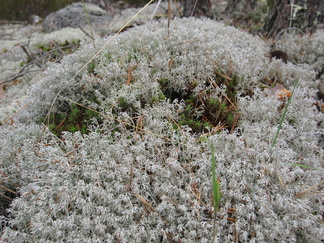 Matkalla nähtiin jäkäläisiä kallioita..