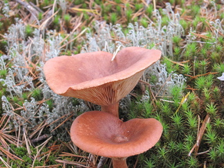 ...joita muutamat poimivatkin polun varrelta.