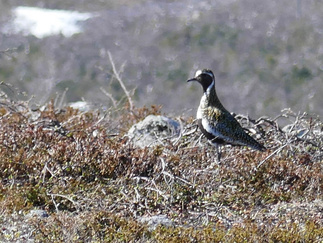 Luulammelle johtavan latu-uran kohdalla pongasimme Kapustarinnan