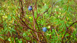 Juolukka oli jo ylikypsää.