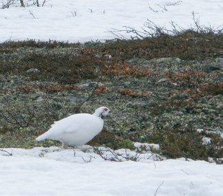 Tässä poseeraa riekko