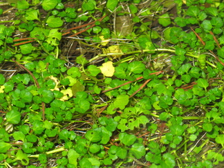 Tämä uposkasvi kasvaa lähdepurossa, joka virtaa Sveitsinsuolla. Tämä jäi meiltä vielä tunnistamatta.